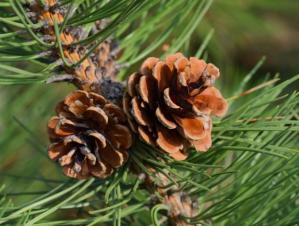 Eco-friendly Batteries