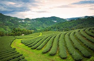Tea Production in Africa