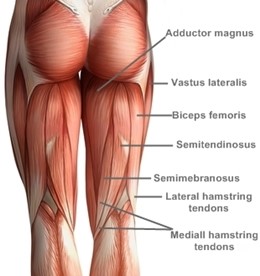 How to Create the Perfect Butt; Maximum Gluteus Maximus 1